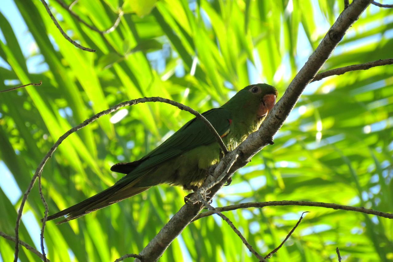 Pousada Fazenda Peroba Rosa Pedregulho ภายนอก รูปภาพ
